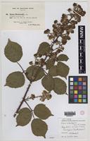 Isotype of Rubus rubristylus W.C.R.Watson [family ROSACEAE]