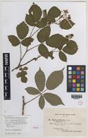 Syntype of Rubus subinermoides Druce [family ROSACEAE]