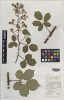 Holotype of Rubus tavensis A.Newton & M.Porter [family ROSACEAE]