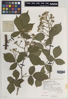 Isotype of Rubus turritus Edees [family ROSACEAE]