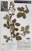 Paratype of Rubus viridescens (W.M.Rogers) T.A.W.Davis [family ROSACEAE]