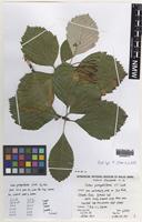 Holotype of Sorbus parviloba T.Rich [family ROSACEAE]