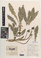 Isoneotype of Taraxacum clovense A.J.Richards [family ASTERACEAE]