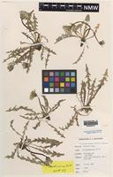 Isotype of Taraxacum haworthianum Dudman & A.J.Richards [family ASTERACEAE]