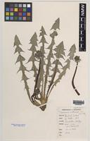 Isotype of Taraxacum inane A.J.Richards [family ASTERACEAE]