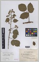 Isolectotype of Rubus adamsii Sudre [family ROSACEAE]