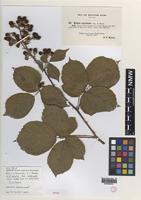Isotype of Rubus altiarcuatus W.C.Barton & Ridd. [family ROSACEAE]