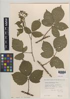 Paratype of Rubus anglofuscus Edees [family ROSACEAE]