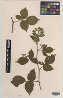 Paratype of Rubus anglofuscus Edees [family ROSACEAE]