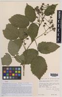 Isotype of Rubus angloserpens Edees & A.Newton [family ROSACEAE]