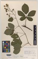 Paratype of Rubus aquarum A.Newton & M.Porter [family ROSACEAE]