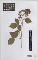 Syntype of Rubus aristisepalus (Sudre) W.C.R.Watson [family ROSACEAE]