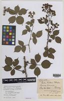 Isoparatype of Rubus bakerianus W.C Barton & Ridd. [family ROSACEAE]