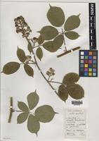 Holotype of Rubus biloensis A.Newton & M.Porter [family ROSACEAE]