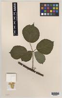 Paratype of Rubus boudiccae A.L.Bull & Edees [family ROSACEAE]