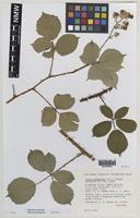Isotype of Rubus boudiccae A.L.Bull & Edees [family ROSACEAE]