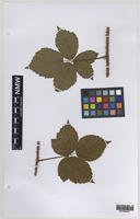 Isolectotype of Rubus britannicus W.M.Rogers [family ROSACEAE]