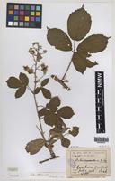 Paratype of Rubus celticus A.Newton [family ROSACEAE]