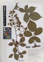 Isotype of Rubus daltrii Edees & Rilstone [family ROSACEAE]