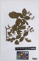 Paratype of Rubus daltrii Edees & Rilstone [family ROSACEAE]