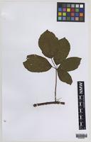 Paratype of Rubus daltrii Edees & Rilstone [family ROSACEAE]