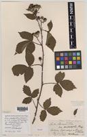 Syntype of Rubus dentatifolius (Briggs) W.C.R.Watson [family ROSACEAE]