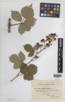 Isolectotype of Rubus curvispinosus Edees & A.Newton [family ROSACEAE]