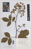 Isoparatype of Rubus effrenatus A.Newton [family ROSACEAE]