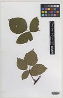 Isotype of Rubus erythrops Edees & A.Newton [family ROSACEAE]