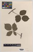 Isolectotype of Rubus furvicolor Focke [family ROSACEAE]