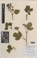 Isotype of Rubus hantonensis D.E.Allen [family ROSACEAE]