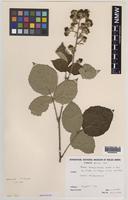 Isolectotype of Rubus herefordensis Sudre [family ROSACEAE]