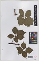Isolectotype of Rubus heterobelus Sudre [family ROSACEAE]
