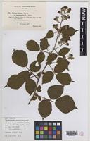 Isolectotype of Rubus hyposericeus Sudre [family ROSACEAE]