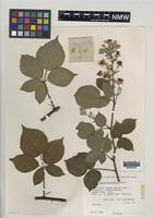 Isotype of Rubus incurvatiformis Edees [family ROSACEAE]