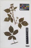 Holotype of Rubus infestior Edees [family ROSACEAE]