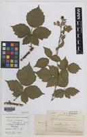 Paratype of Rubus iscanus A.Newton & M.Porter [family ROSACEAE]