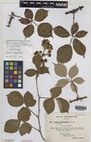 Isolectotype of Rubus lasiodermis Sudre [family ROSACEAE]