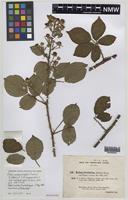 Isolectotype of Rubus melanocladus (Sudre) Ridd. [family ROSACEAE]