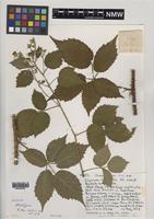 Holotype of Rubus merlinii A.Newton & M.Porter [family ROSACEAE]