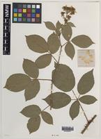 Paratype of Rubus milfordensis Edees [family ROSACEAE]