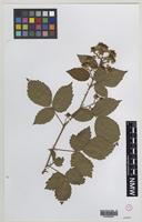 Type? of Rubus monensis W.C.Barton & Ridd. [family ROSACEAE]