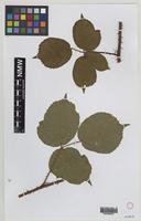 Syntype of Rubus mucronatiformis (Sudre) W.R.C.Watson [family ROSACEAE]