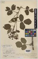 Isotype of Rubus robii (W.C.R.Watson) A.Newton [family ROSACEAE]