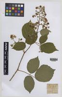 Paratype of Rubus norvicensis A.L.Bull & Edees [family ROSACEAE]