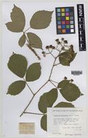 Paratype of Rubus norvicensis A.L.Bull & Edees [family ROSACEAE]