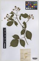 Paratype of Rubus norvicensis A.L.Bull & Edees [family ROSACEAE]