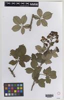 Isoparatype of Rubus ordovicum A.Newton [family ROSACEAE]