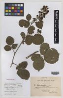 Isolectotype of Rubus oxyanchus Sudre [family ROSACEAE]