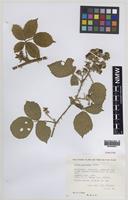 Paratype of Rubus painteri Edees [family ROSACEAE]